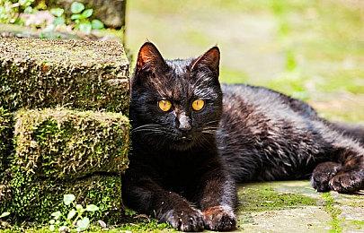 开发者认为GDC存在准入门槛问题 差旅费用实在太高